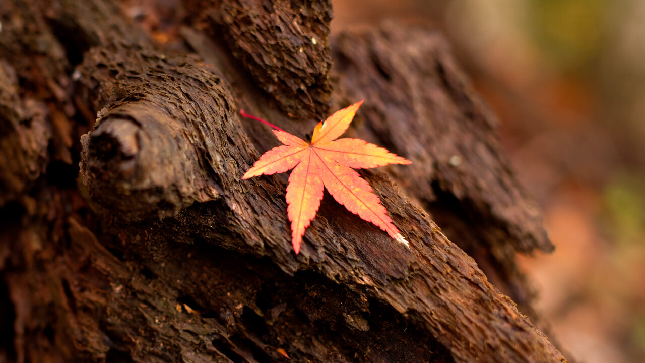 亀山山林の紅葉は、暖かい気候で育つ緑と秋の深まりとともに色づく朱が折り重なり、独特の風景になります。